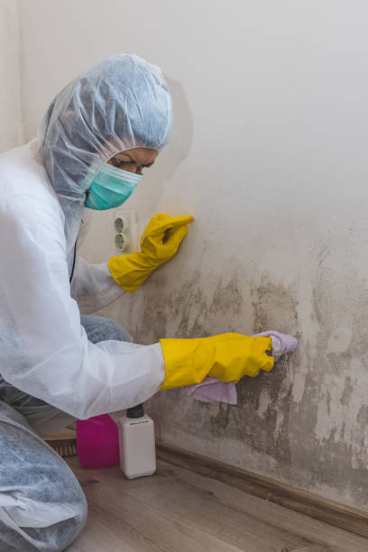 Best Environmental Consulting for Mold Prevention  in New York Mills, MN