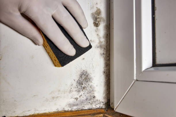 Best Forensic Mold Investigation  in New York Mills, MN