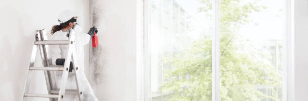 Best Environmental Consulting for Mold Prevention  in New York Mills, MN